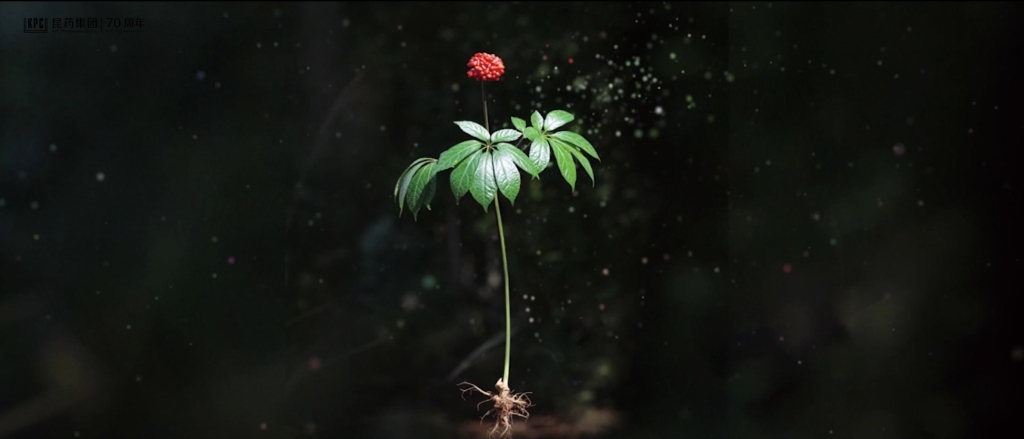 听，三七在措辞